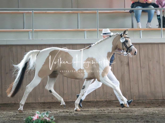 Elitestutenschau vormittags 11