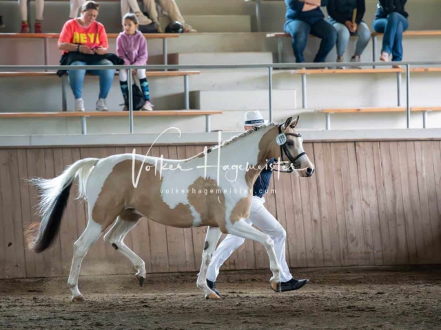 Elitestutenschau vormittags 12