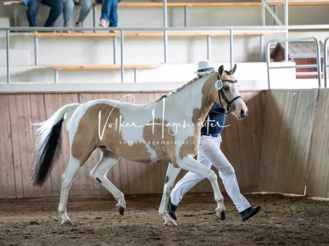 Elitestutenschau vormittags 13