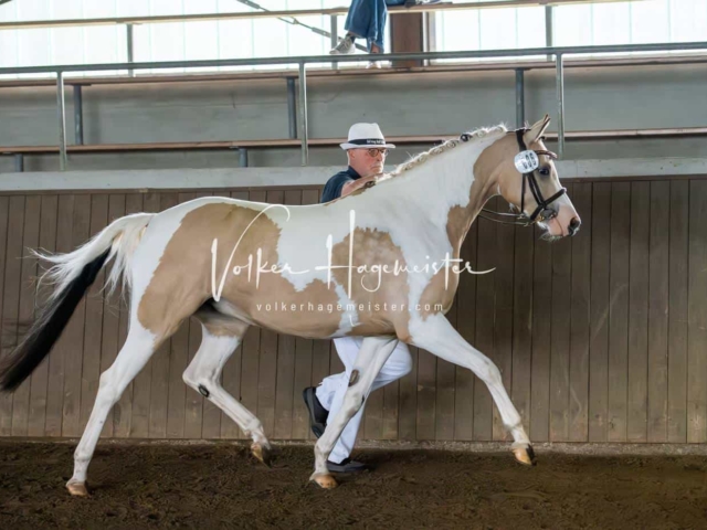 Elitestutenschau vormittags 14