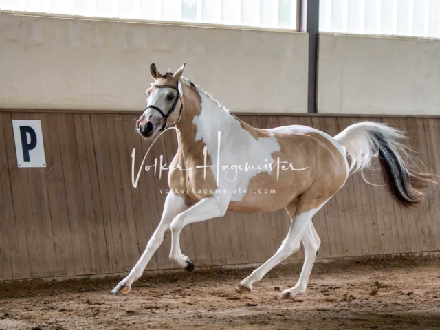 Elitestutenschau vormittags 15