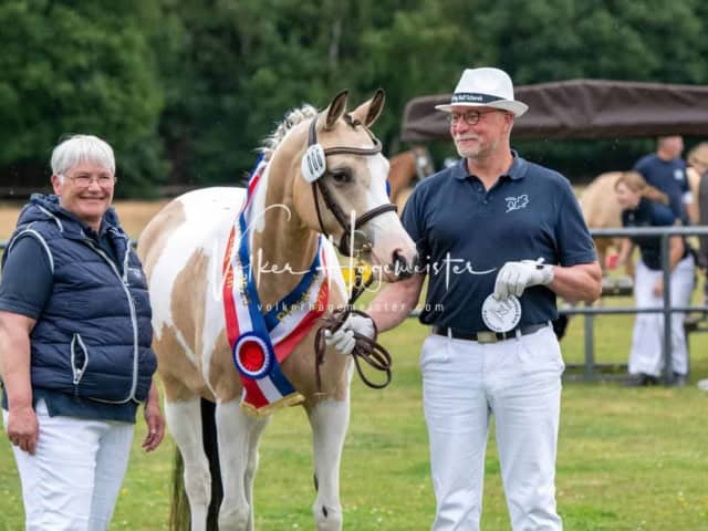 Elitestutenschau vormittags 16