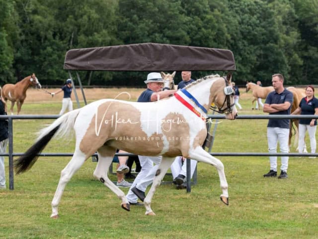 Elitestutenschau vormittags 18