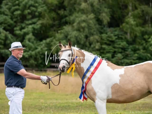 Elitestutenschau vormittags 19