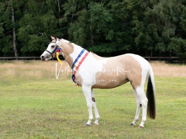 Elitestutenschau vormittags 20