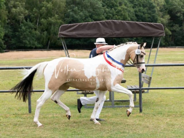 Elitestutenschau vormittags 22