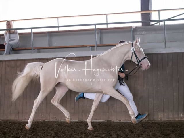 Elitestutenschau vormittags 23