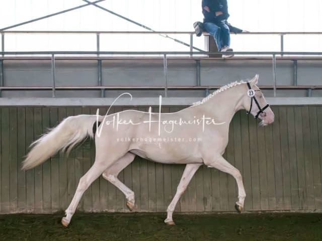 Elitestutenschau vormittags 24