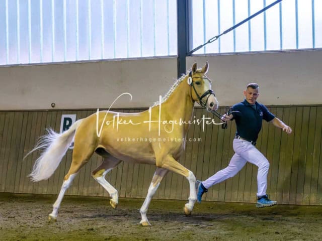 Elitestutenschau vormittags 25