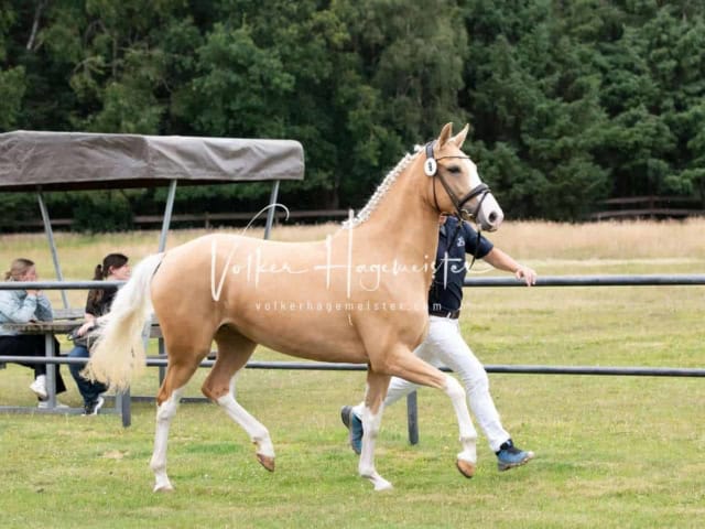 Elitestutenschau vormittags 26