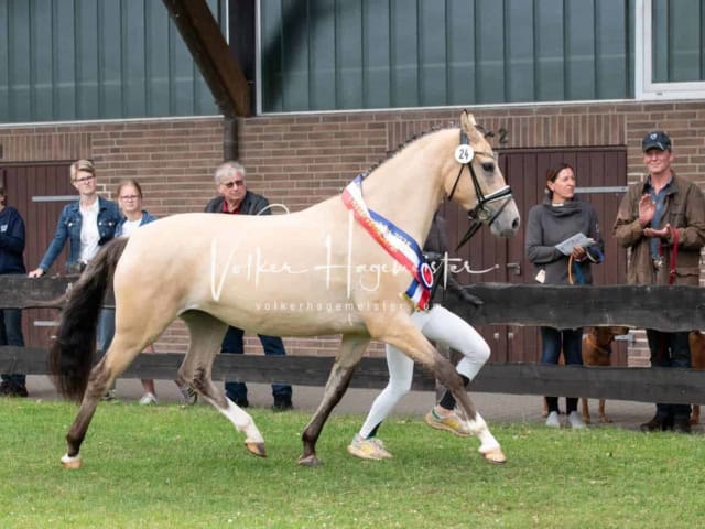 Elitestutenschau vormittags 27