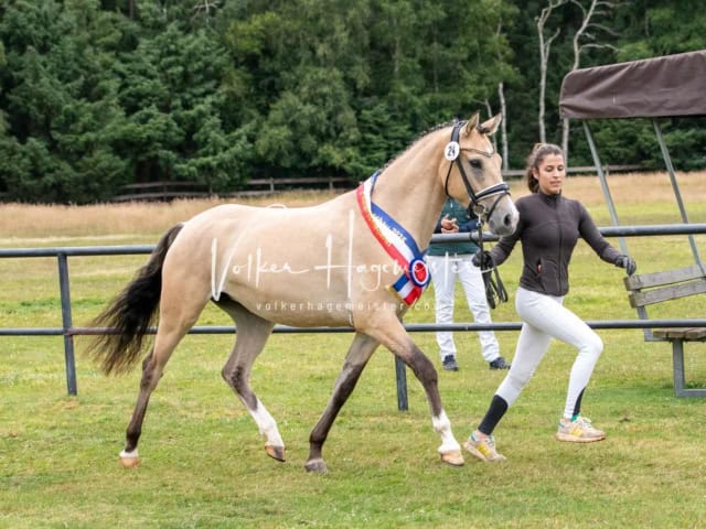 Elitestutenschau vormittags 28