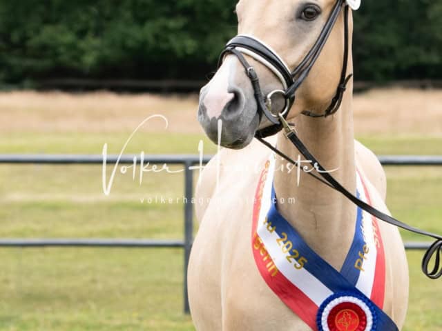 Elitestutenschau vormittags 29