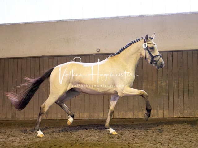 Elitestutenschau vormittags 30