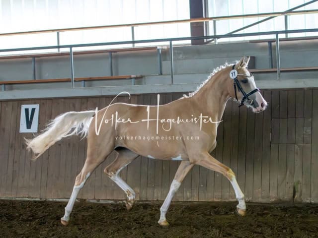 Elitestutenschau vormittags 1