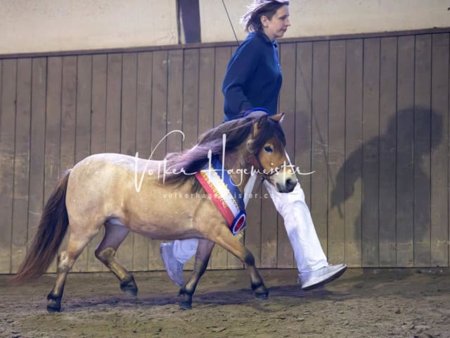 Elitestutenschau nachmittags 23