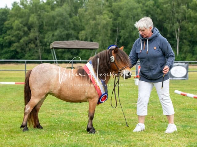 Elitestutenschau nachmittags 24