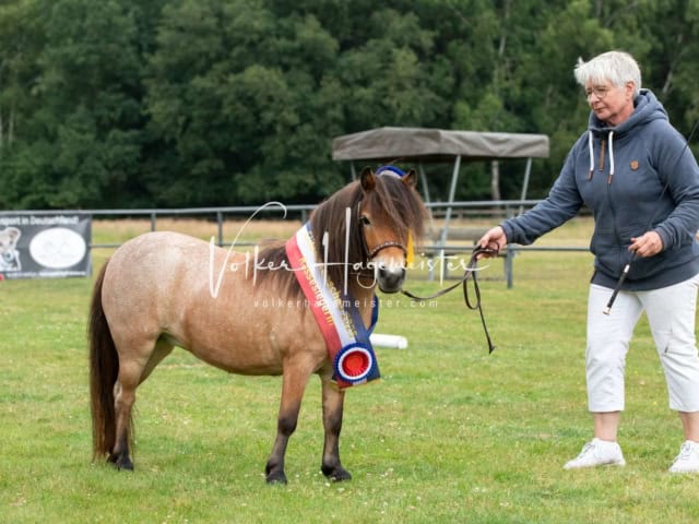 Elitestutenschau nachmittags 25