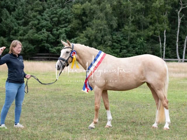 Elitestutenschau vormittags 3