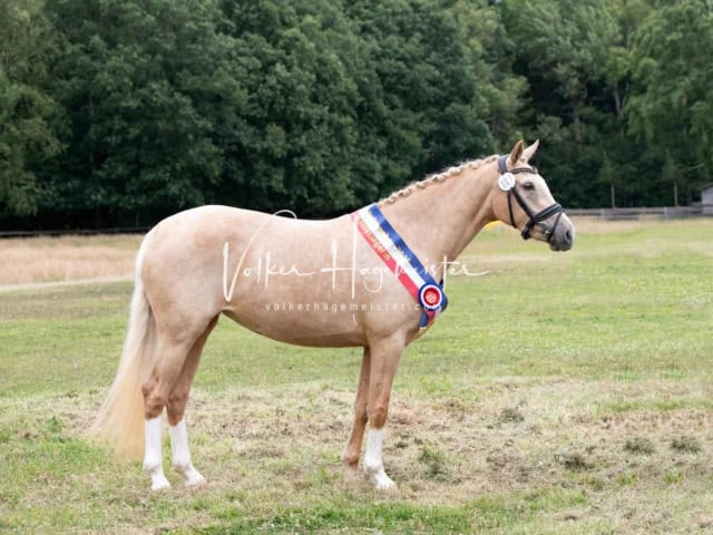 Elitestutenschau vormittags 4