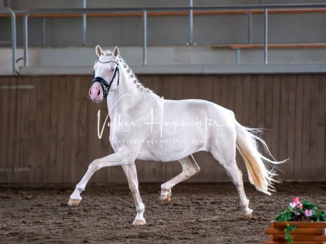 Elitestutenschau vormittags 6