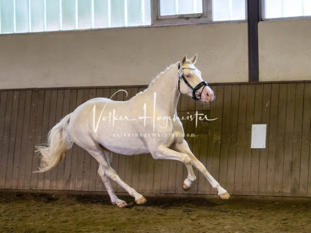 Elitestutenschau vormittags 7