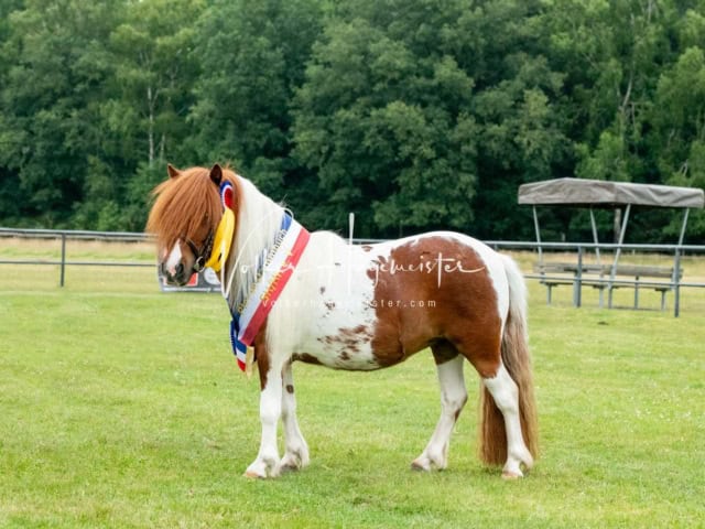 Elitestutenschau nachmittags 26