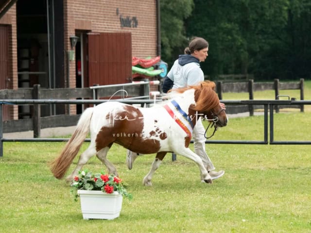 Elitestutenschau nachmittags 27