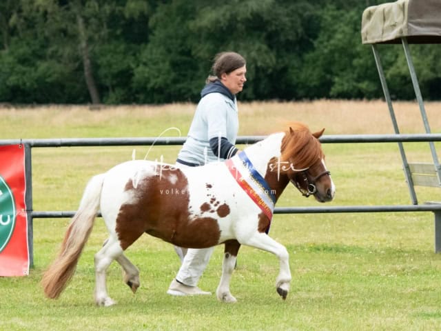 Elitestutenschau nachmittags 28