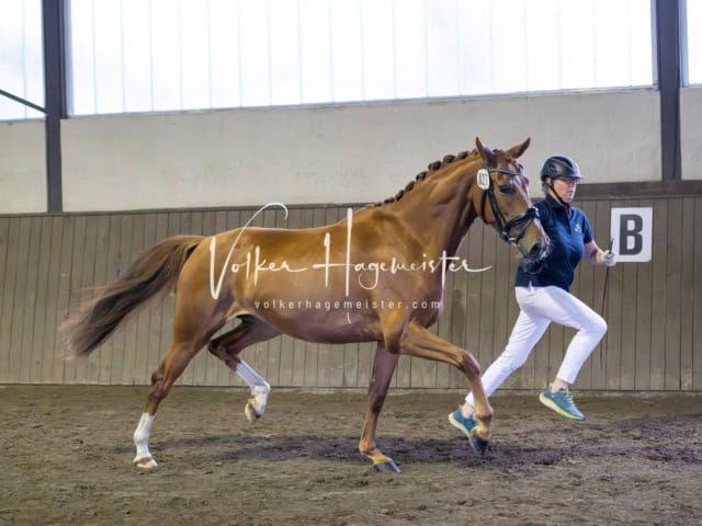 Elitestutenschau vormittags 8