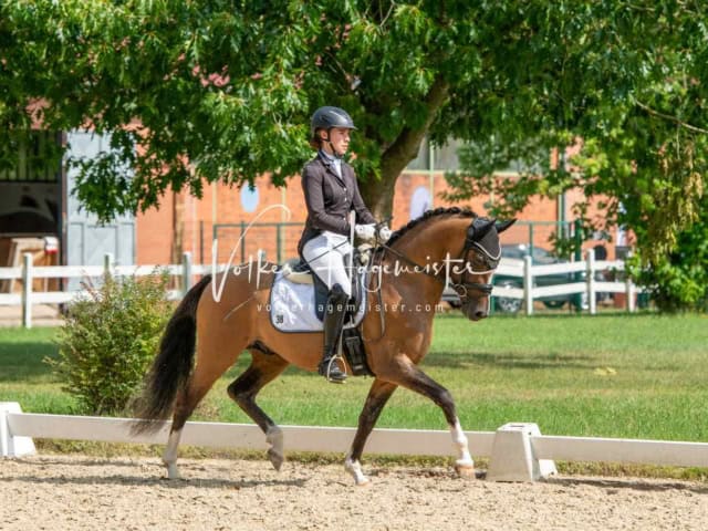 ZfdP Bundesturnier 17