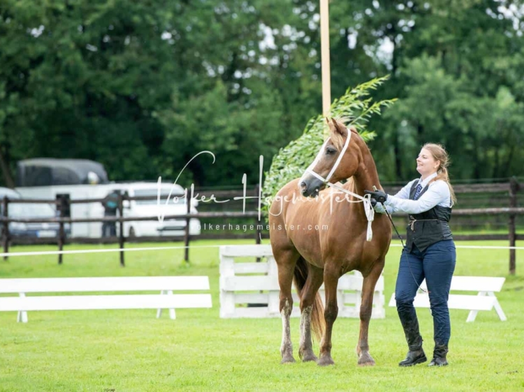 IG Welsh Regionalschau Sekt. D