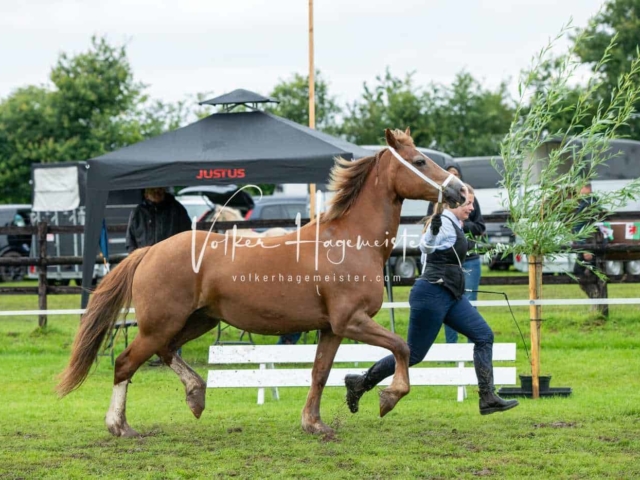 IG Welsh Regionalschau Sekt. D 2