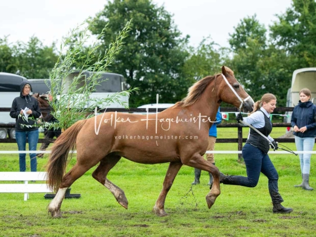 IG Welsh Regionalschau Sekt. D 3