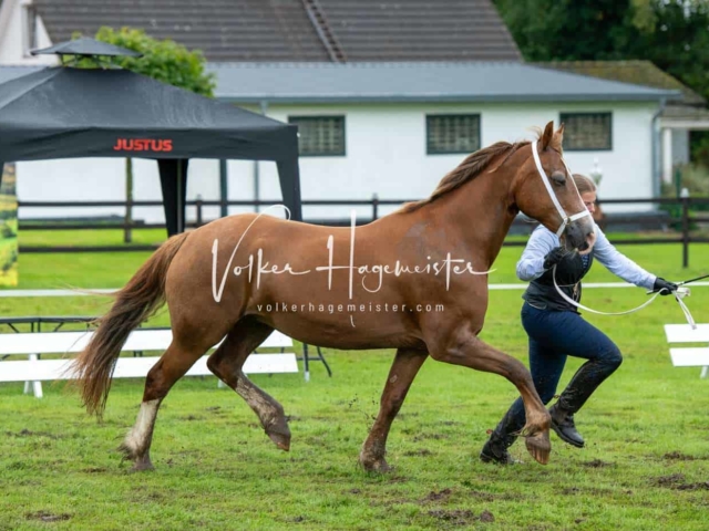 IG Welsh Regionalschau Sekt. D 5