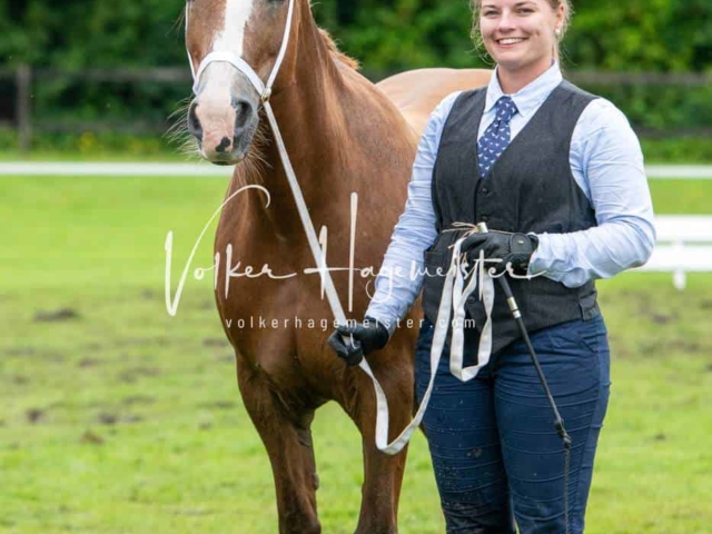 IG Welsh Regionalschau Sekt. D 7