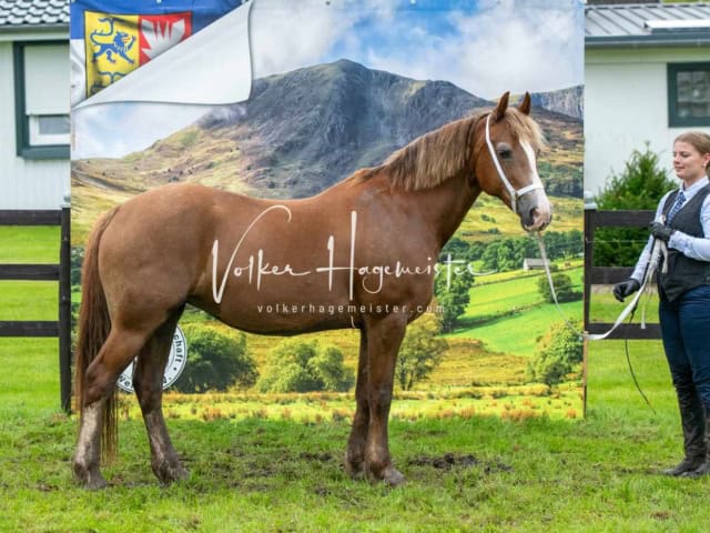 IG Welsh Regionalschau Sekt. D 8