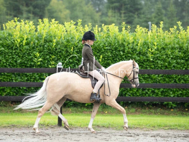 IG Welsh Schau Reitklassen 2