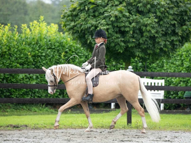 IG Welsh Schau Reitklassen 3