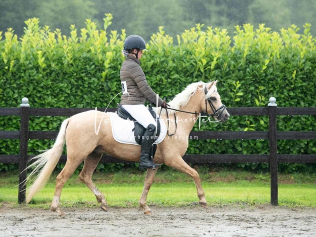 IG Welsh Schau Reitklassen 4