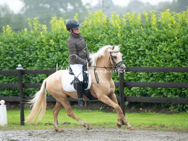 IG Welsh Schau Reitklassen 5