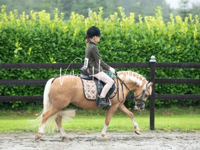 IG Welsh Schau Reitklassen 7