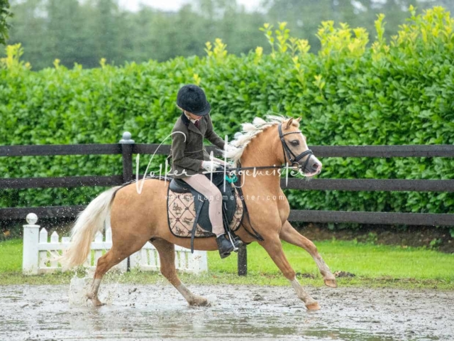 IG Welsh Schau Reitklassen 8