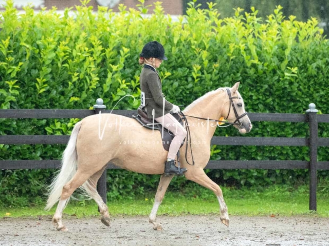 IG Welsh Schau Reitklassen 9