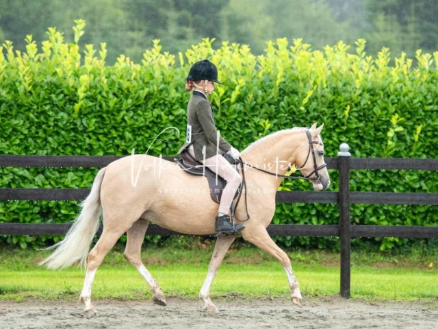 IG Welsh Schau Reitklassen 10