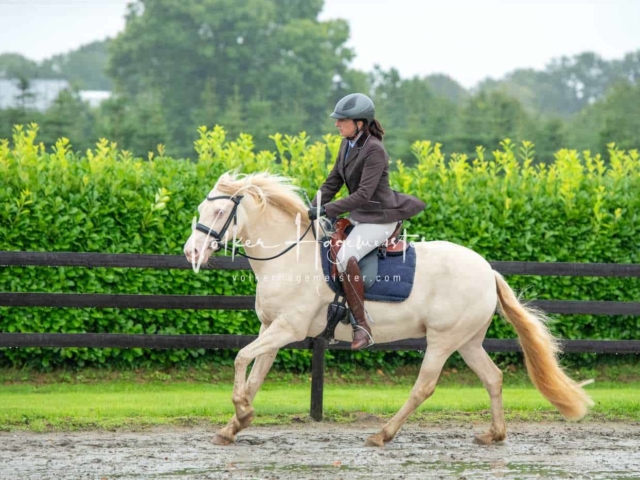 IG Welsh Schau Reitklassen 11