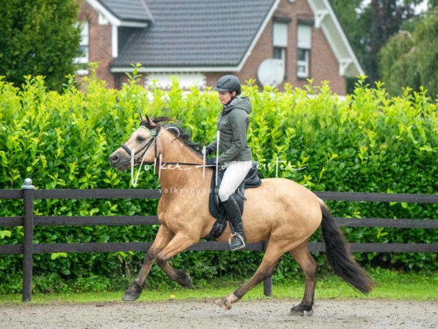 IG Welsh Schau Reitklassen 12