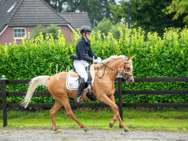 IG Welsh Schau Reitklassen 15