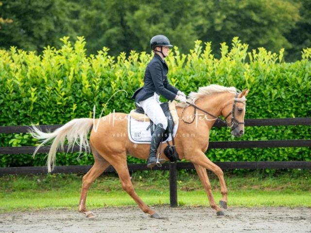 IG Welsh Schau Reitklassen 16