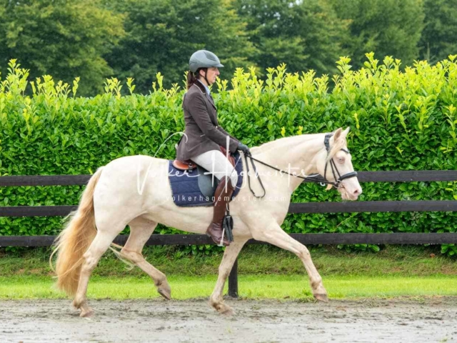 IG Welsh Schau Reitklassen 18